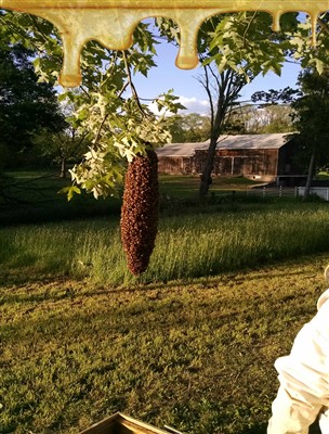 Bee swarm on tree.