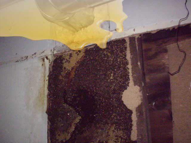 Inside wall, bee swarm.