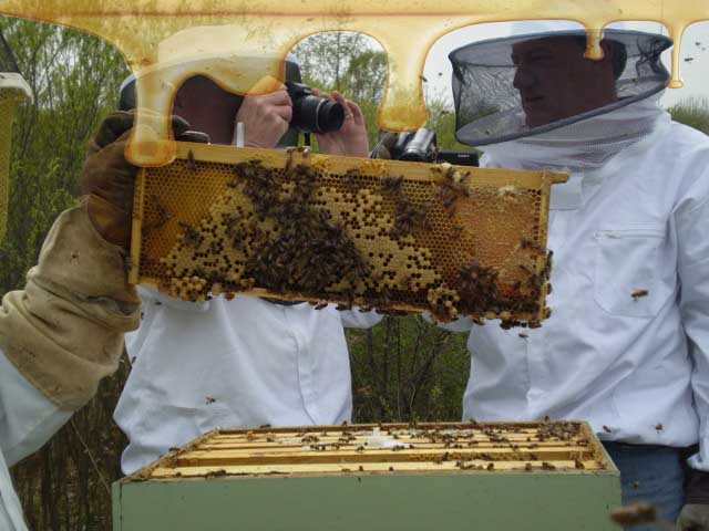 Mentoring other Bee Keepers